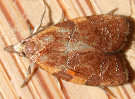 Oak Cenopis